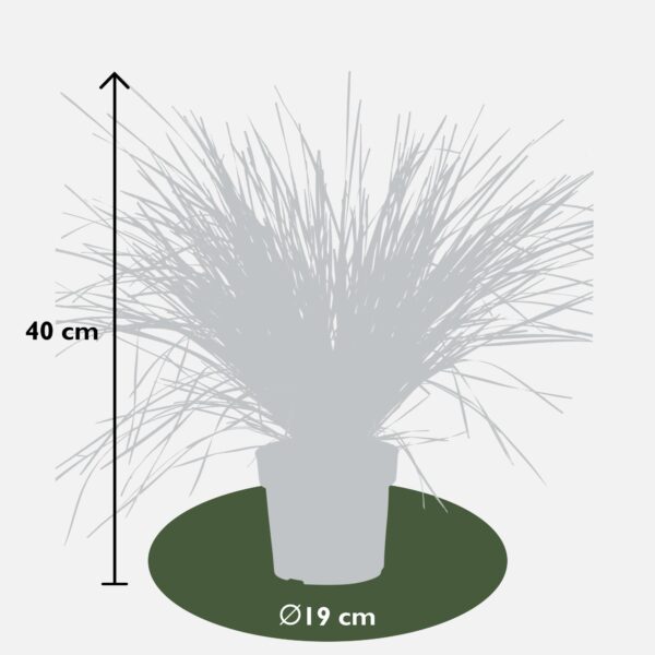 thumbnail_6000-3025.jpg Lomandra longifolia 'White Sands'