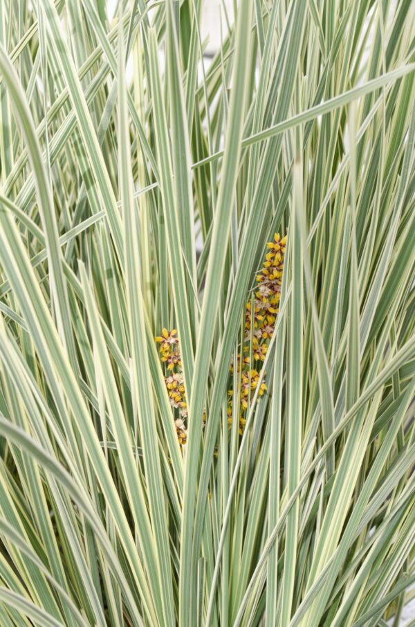 thumbnail_6000-3028.jpg Lomandra longifolia 'White Sands'