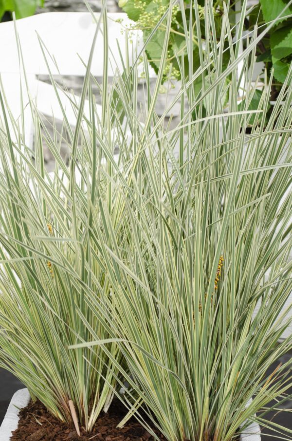 thumbnail_6000-3029.jpg Lomandra longifolia 'White Sands'