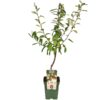 Mespilus germanica 'Westerfield'