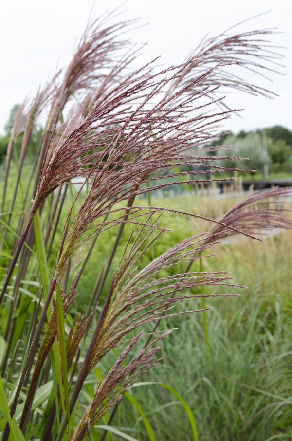 thumbnail_6000-3058.jpg Miscanthus sinensis 'Ferner Osten'