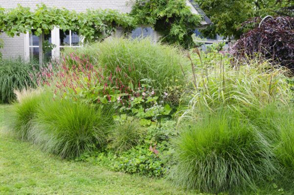 thumbnail_6000-3060.jpg Miscanthus sinensis 'Ferner Osten'