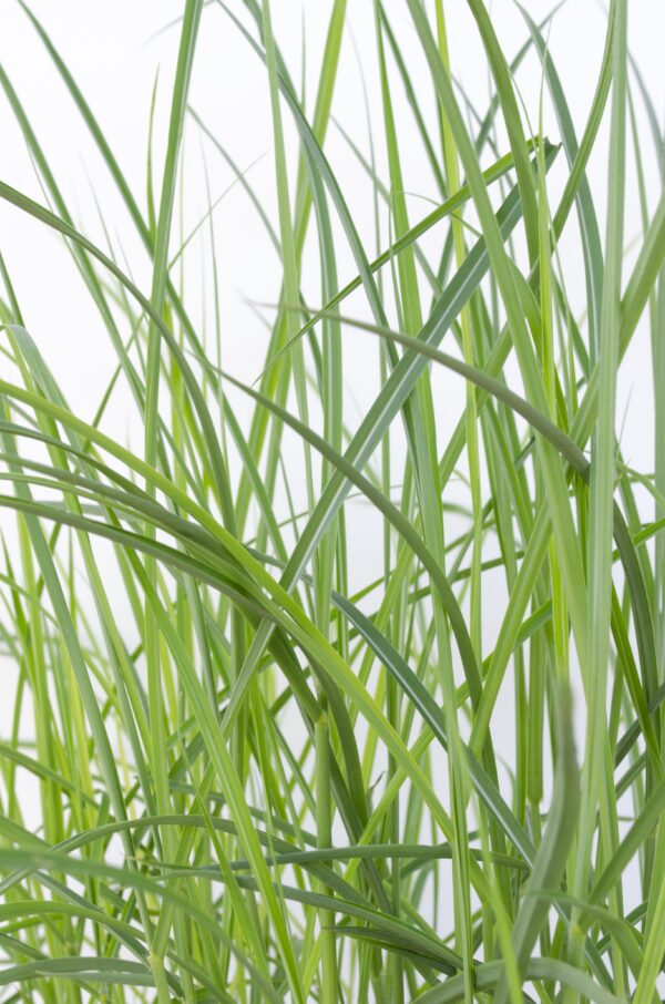 thumbnail_6000-3062.jpg Miscanthus sinensis 'Ferner Osten'