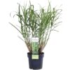 Miscanthus sinensis 'Strictus'