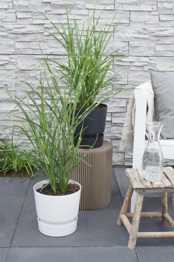 thumbnail_6000-3067.jpg Miscanthus sinensis 'Strictus'
