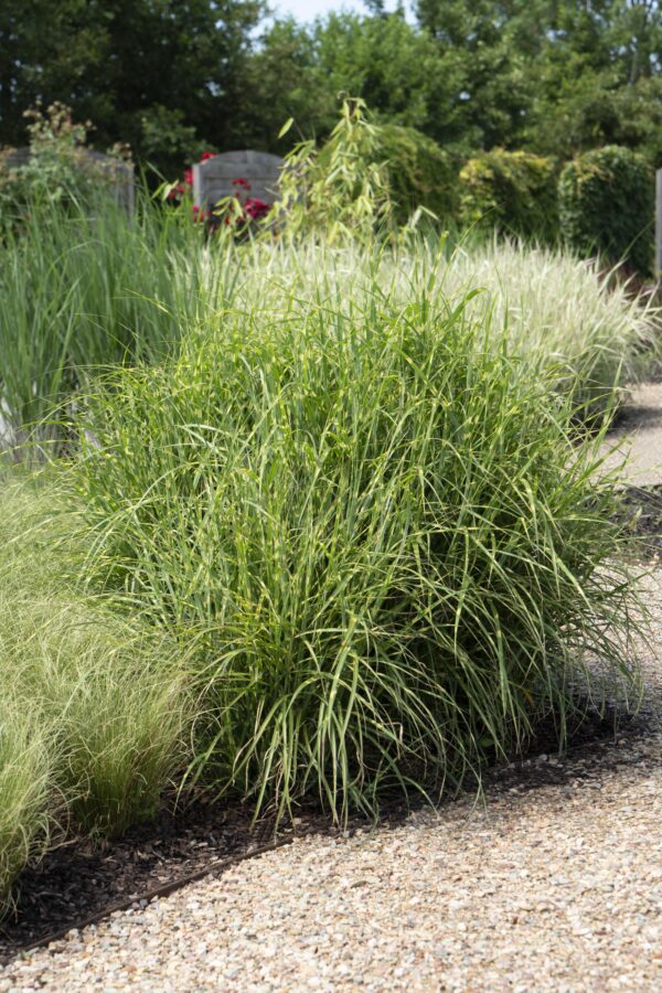 thumbnail_6000-3068.jpg Miscanthus sinensis 'Strictus'