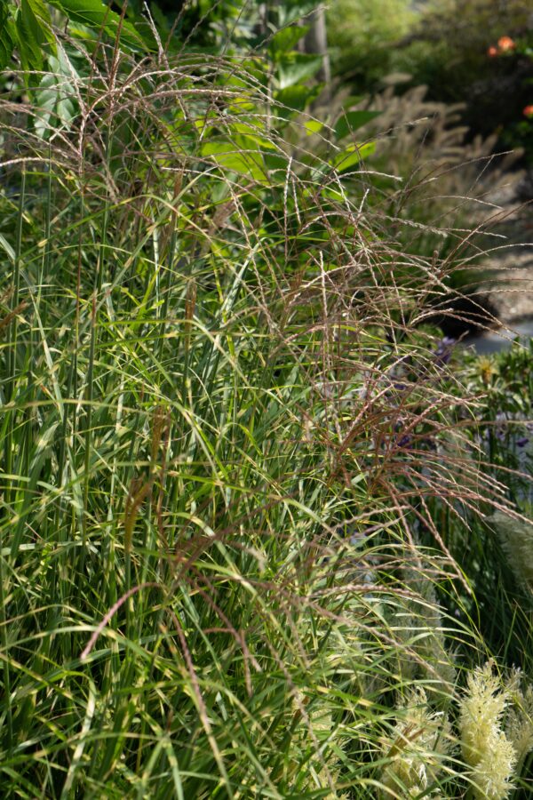 thumbnail_6000-3070.jpg Miscanthus sinensis 'Strictus'