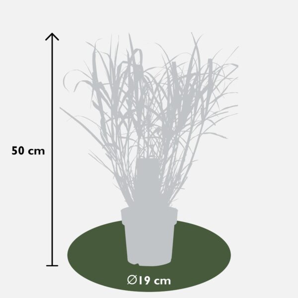 thumbnail_6000-3073.jpg Miscanthus sinensis 'Strictus'