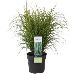 thumbnail_6000-3074.jpg Miscanthus sinensis 'Strictus'