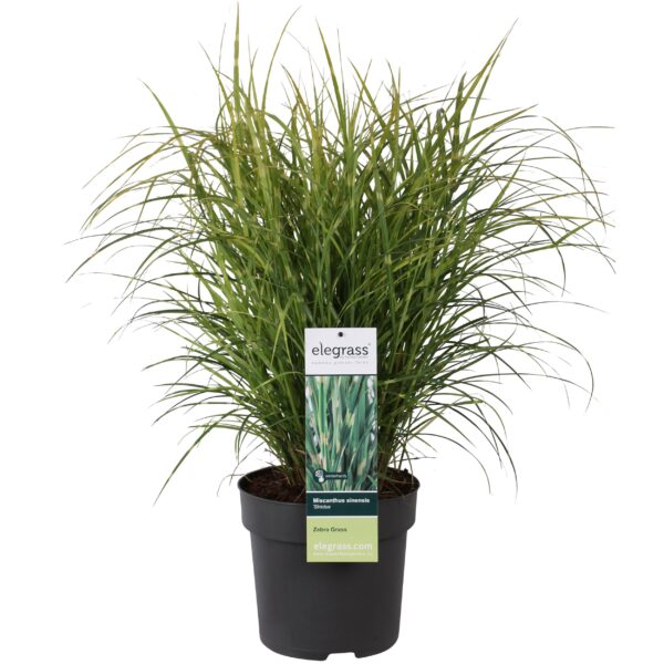 thumbnail_6000-3074.jpg Miscanthus sinensis 'Strictus'
