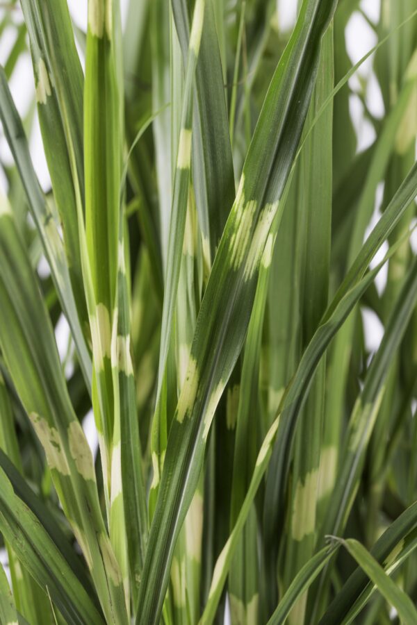thumbnail_6000-3076.jpg Miscanthus sinensis 'Strictus'