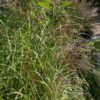 Miscanthus sinensis 'Strictus'