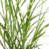 Miscanthus sinensis 'Strictus'