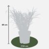 Miscanthus sinensis 'Strictus'