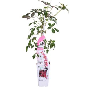 thumbnail_6000-3097.jpg Parthenocissus henryana