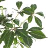 Parthenocissus henryana