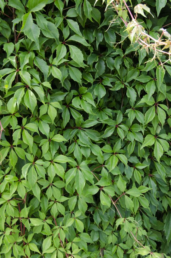 thumbnail_6000-3108.jpg Parthenocissus q var 'Engelmannii'