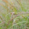 Panicum virgatum 'Cheyenne Sky'