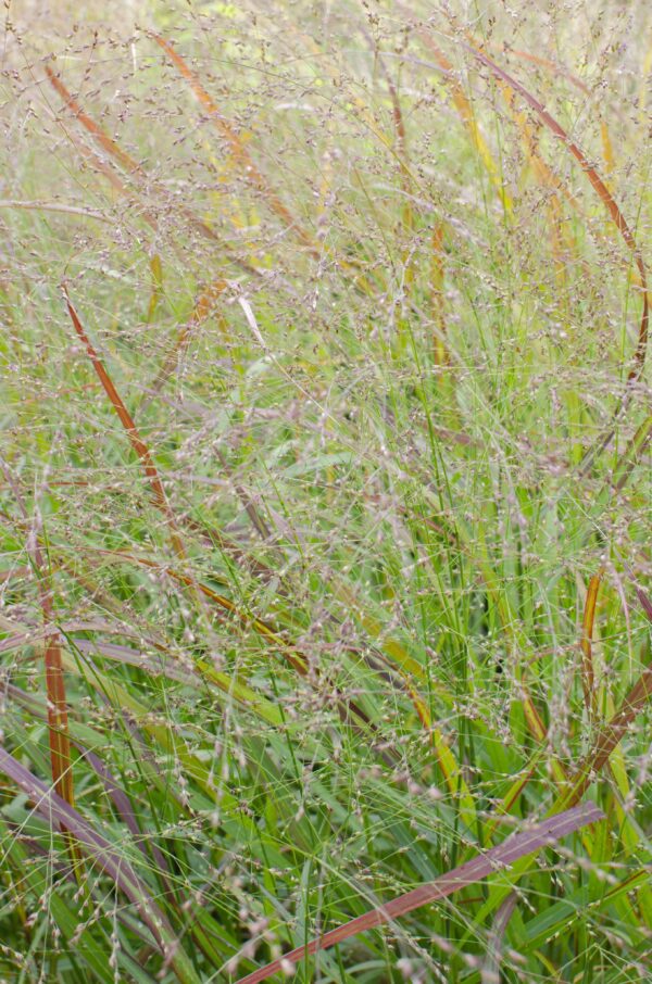 Panicum virgatum 'Cheyenne Sky'