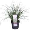 Pennisetum alopecuroides 'Hameln'