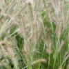 Pennisetum alopecuroides 'Hameln'