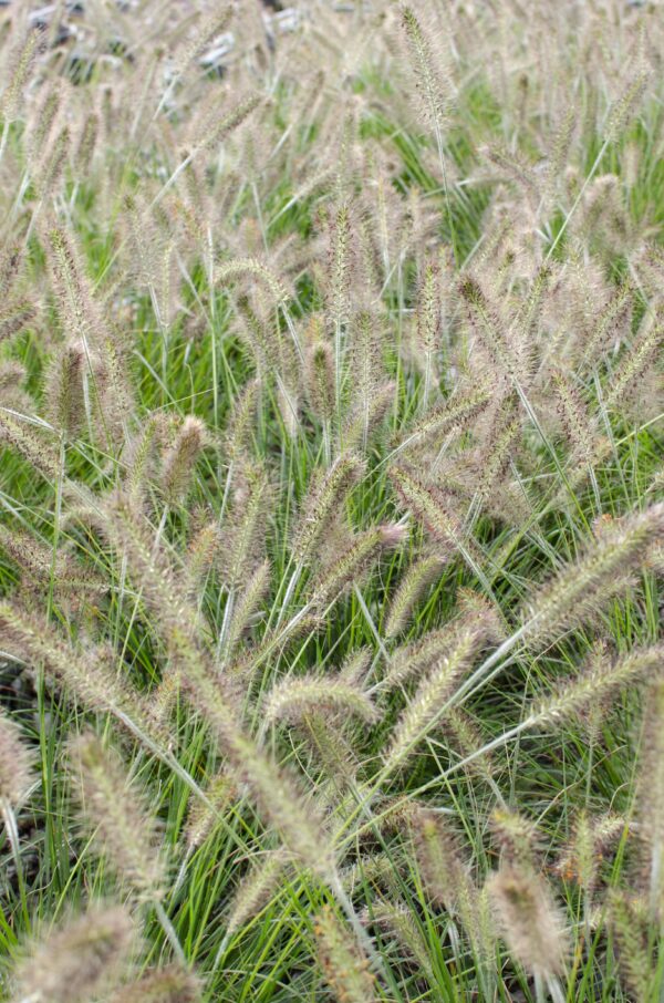 thumbnail_6000-3133.jpg Pennisetum alopecuroides 'Hameln'