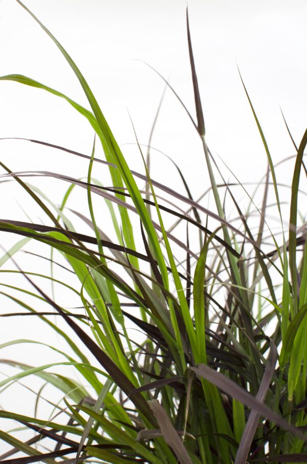 thumbnail_6000-3138.jpg Pennisetum x advena 'Summer Samba'