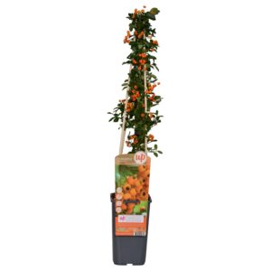 thumbnail_6000-3184.jpg Pyracantha 'Soleil d'Or'
