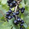 Ribes nigrum 'Ben Nevis'