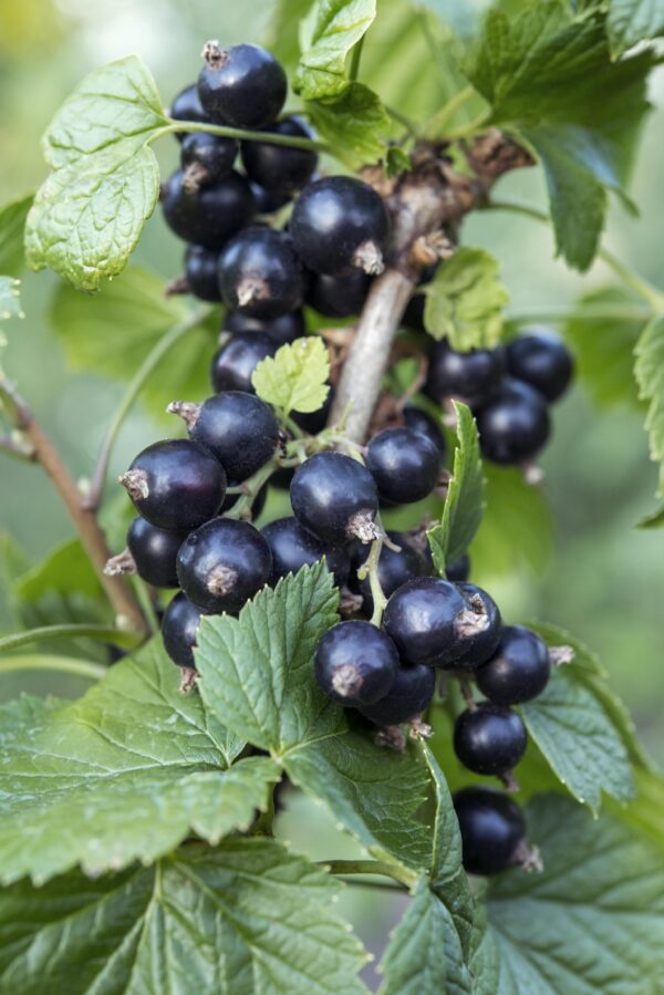 thumbnail_6000-3193.jpg Ribes nigrum 'Ben Nevis'