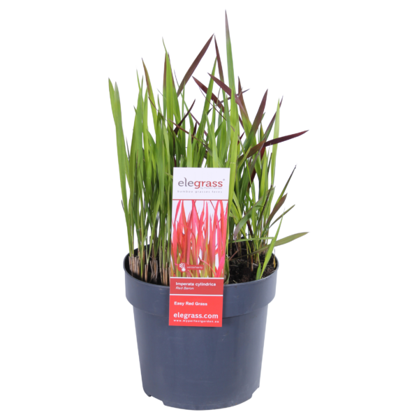 thumbnail_6000-320.png Imperata cylindrica 'Red Baron'