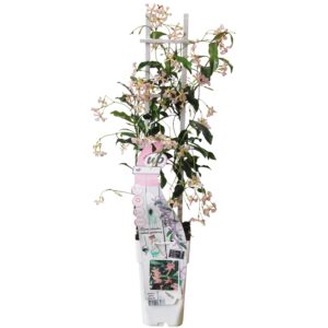 thumbnail_6000-3260.jpg Trachelospermum 'Star of Ibiza' - Toscaanse Jasmijn Roze