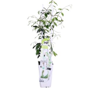 thumbnail_6000-3268.jpg Trachelospermum 'Star of Venice' - Toscaanse Jasmijn Wit