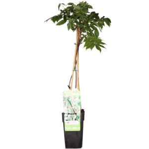 thumbnail_6000-3360.jpg Wisteria floribunda 'Longissima Alba'