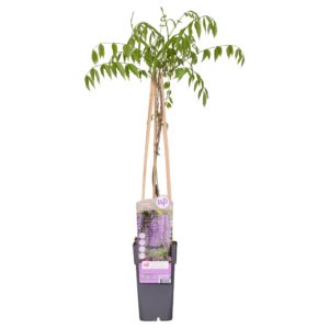 thumbnail_6000-3369.jpg Wisteria floribunda 'Naga Noda'