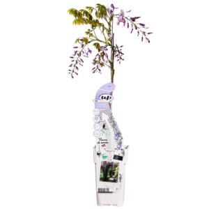 thumbnail_6000-3376.jpg Wisteria sinensis 'Caroline'