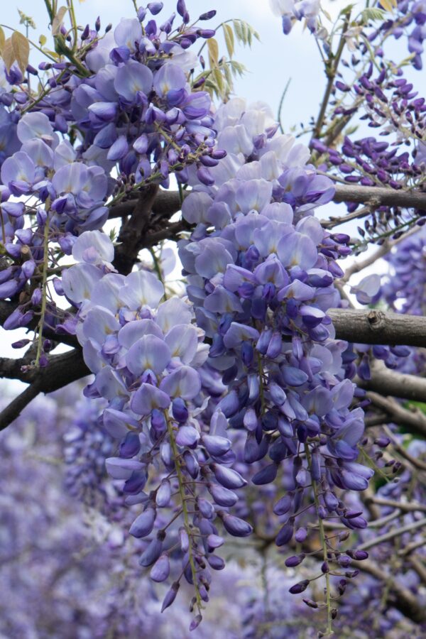 Wisteria sinensis 'Prolific'