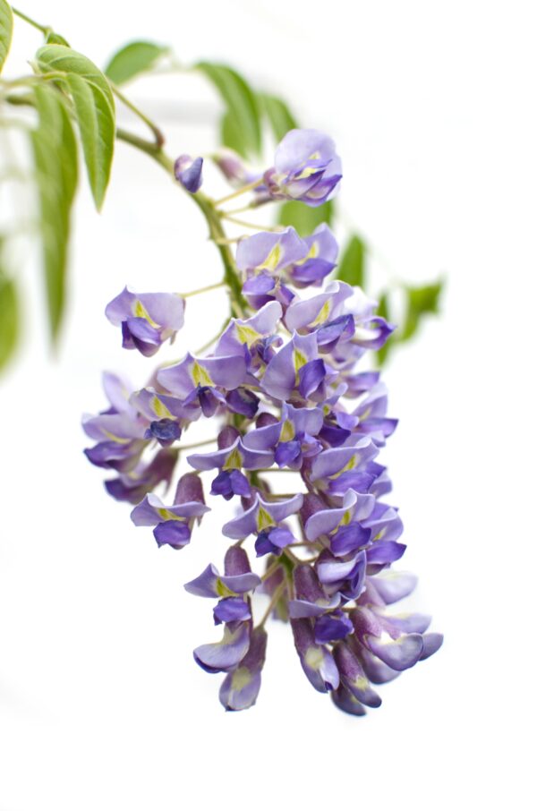Wisteria sinensis 'Prolific'
