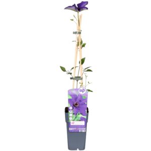 thumbnail_6000-3389.jpg Clematis 'The President' Paars - Bosrank
