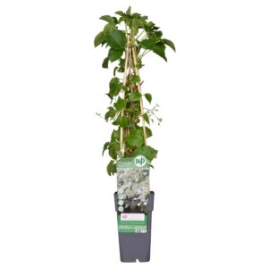 thumbnail_6000-3394.jpg Hydrangea petiolaris - Klimhortensia