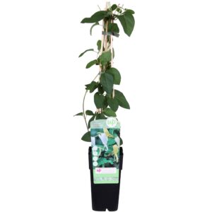 thumbnail_6000-3399.jpg Lonicera japonica 'Halliana'