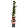 Pyracantha 'Orange Glow'