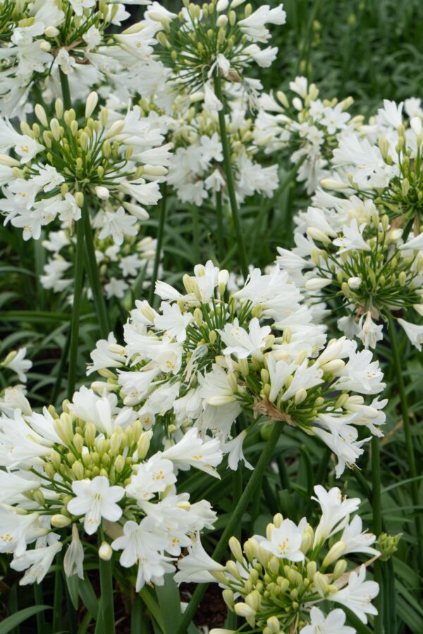 thumbnail_6000-3428.jpg Agapanthus 'Ever White'