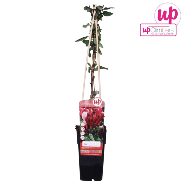 thumbnail_6000-343.png Lonicera japonica 'Red World'