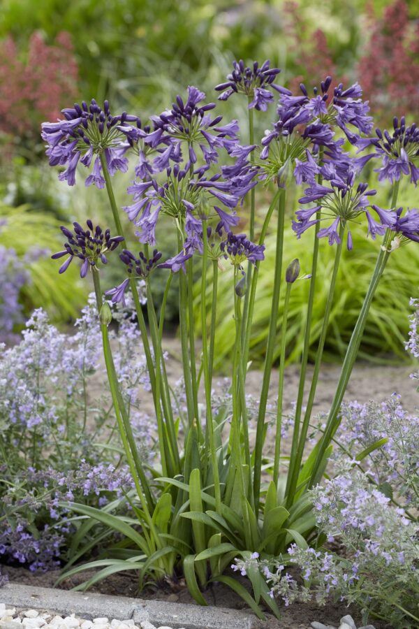 thumbnail_6000-3436.jpg Agapanthus 'Poppin Purple'