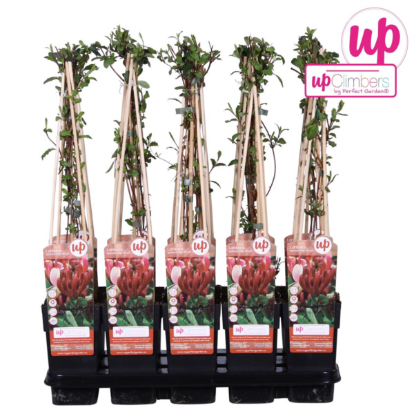 thumbnail_6000-344.png Lonicera japonica 'Red World'