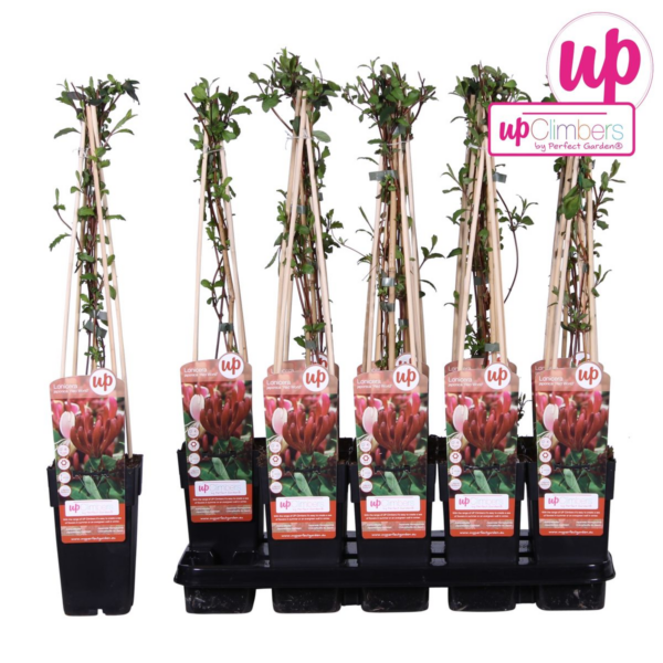 thumbnail_6000-345.png Lonicera japonica 'Red World'