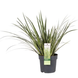 thumbnail_6000-3466.jpg Acorus gramineus 'Argenteostriatus'
