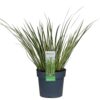 Acorus gramineus 'Argenteostriatus'