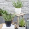 Acorus gramineus 'Argenteostriatus'